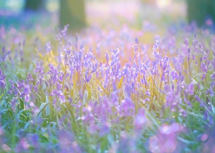 Aries New Moon 2026 - pic 3